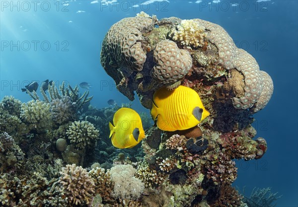 Two Threadfin butterflyfish (Chaetodon sermilavatus)