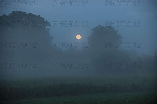 Morning mist over a meadow
