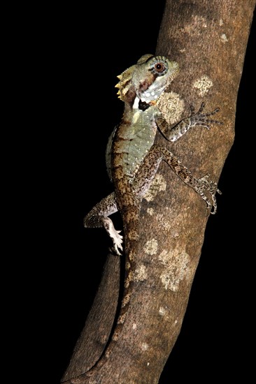 Boyd's Forest Dragon (Hypsilurus boydii)