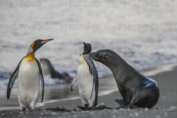 Antarctic Fur Seal (Arctocephalus gazella) on the beach with King Penguins (Aptenodytes patagonicus)