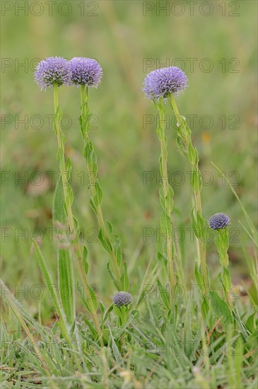 Common Globe flower (Globularia punctata)