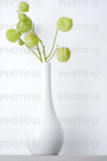 Balloon plant (Gomphocarpus physocarpus) in vase