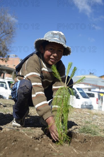 Boy planting a Pine tree (Pinus) on a day of action to protect the environment