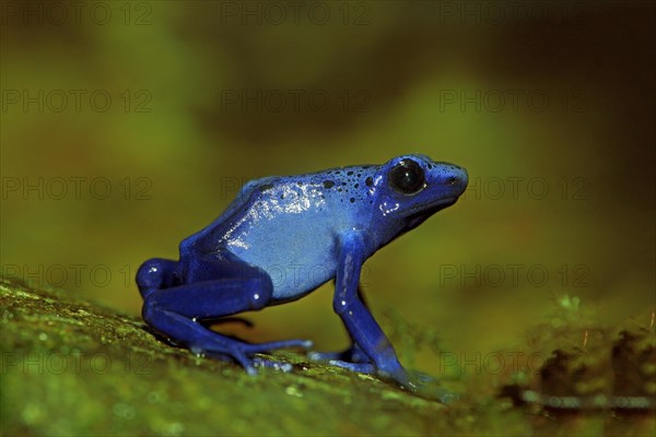 Blue Poison Frog (Dendrobates tinctorius)