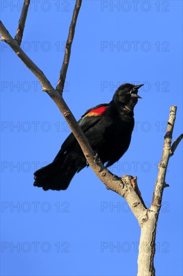 Red-winged Blackbird (Agelaius phoeniceus)