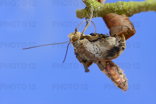 Pale Owl or Giant Owl butterfly (Caligo memnon) emerging from pupa