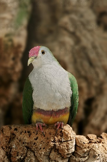 Beautiful Fruit Dove (Ptilinopus pulchellus)