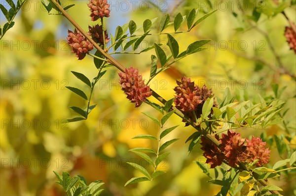 Licorice (Glycyrrhiza glabra)