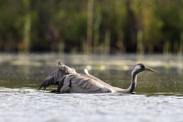 Common Crane (Grus grus)