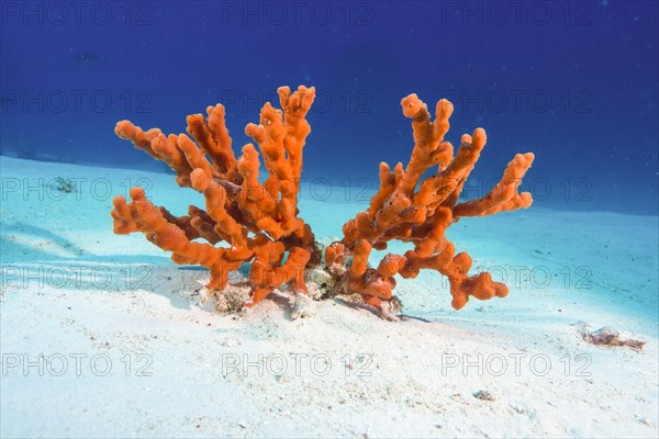 Fire Sponge (Latrunculia magnifica)