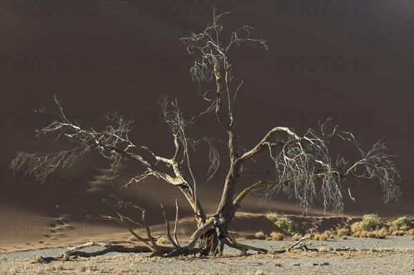 Dead tree against a sand dune in the Tsauchab Valley