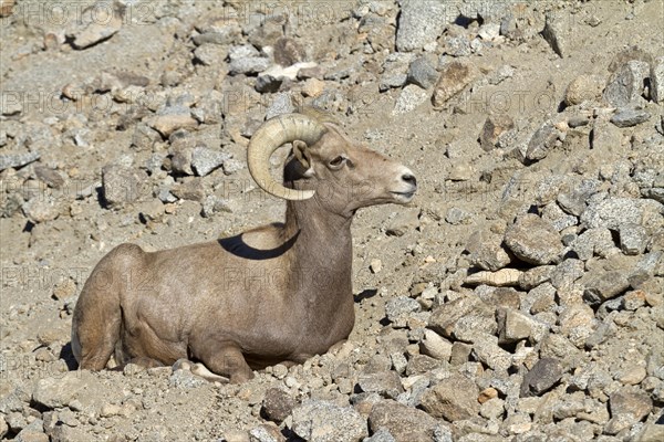 Bighorn Sheep (Ovis canadensis)