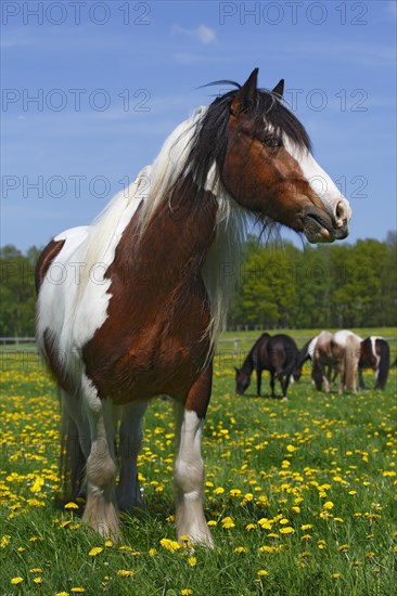 Gypsy Cob