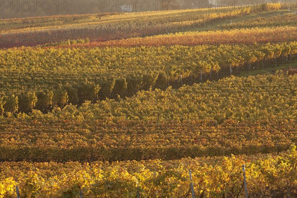 Vineyards in the evening light in autumn