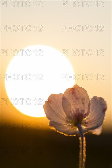 Snowdrop Anemone (Anemone sylvestris)