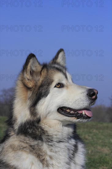 Alaskan Malamute