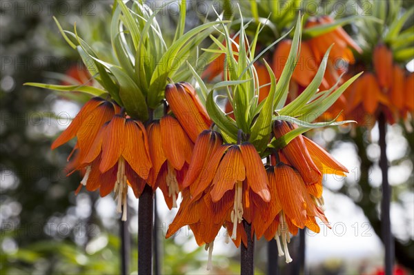 Crown imperials (Fritillaria imperialis)