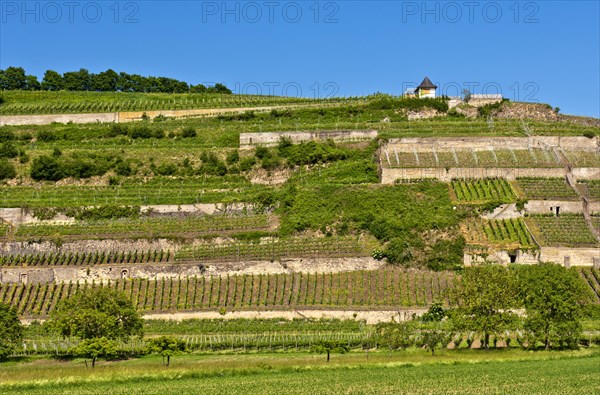 Vineyard terraces in the Kaiserstuhl region