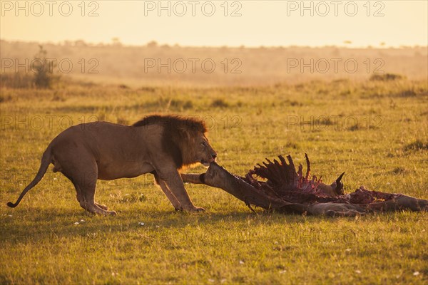 Male Lion (Panthera leo) with skeleton