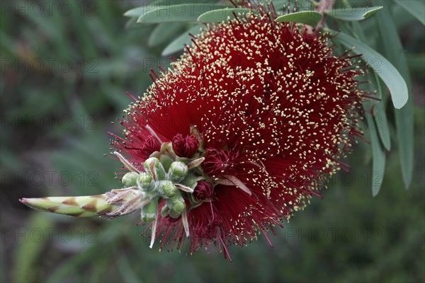 Bottlebrush (Callistemon speciosus)