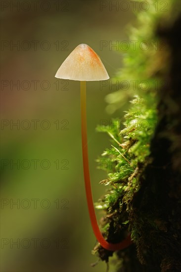 Saffrondrop Bonnet (Mycena crocata)