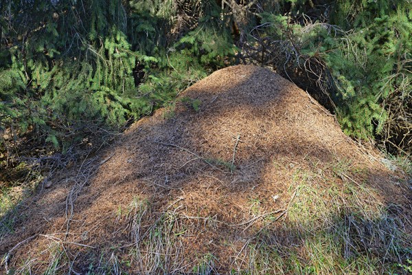 Anthill of the Big Red Wood Ant (Formica rufa)