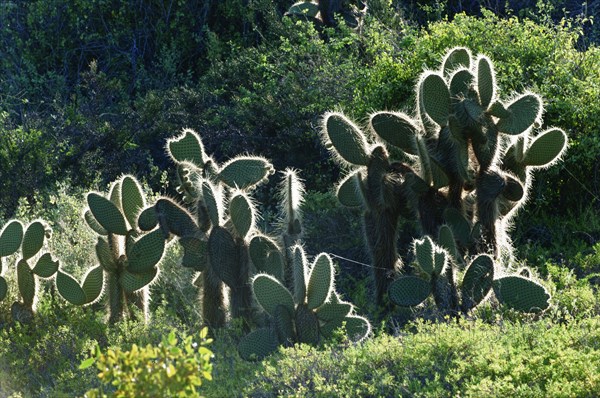 Giant Prickly Pear cactus (Opuntia sp.)