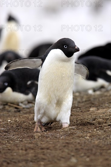 Adelie Penguin (Pygoscelis adeliae) adult