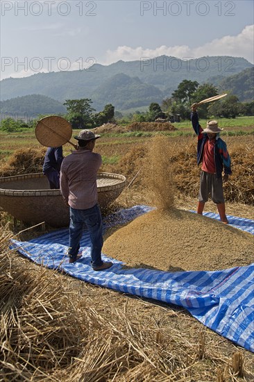 Traditional rice harvest