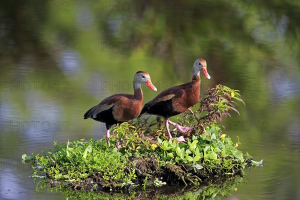 Two Black-bellied Whistling Ducks (Dendrocygna autumnalis)