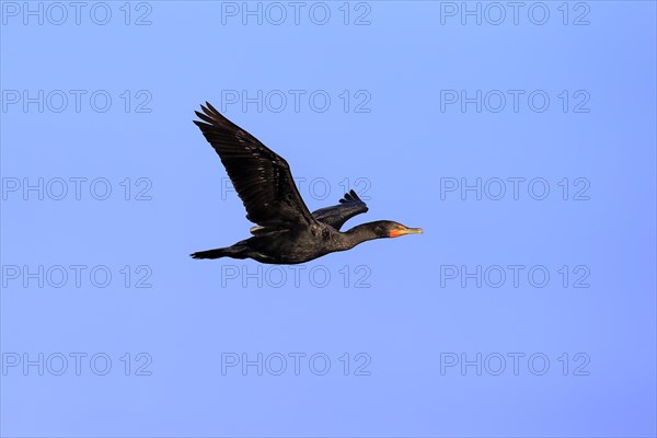 Double-crested Cormorant (Phalacrocorax auritus)