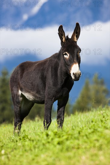 Donkey