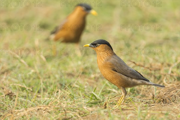 Brahminy Starling (Sturnia pagodarum)