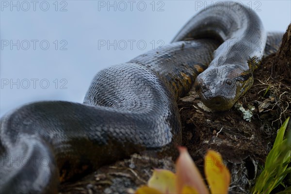 A large Anaconda or Green Anaconda (Eunectes murinus)