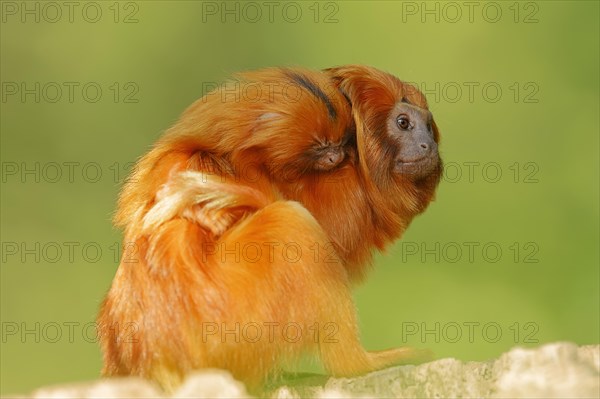 Golden Lion Tamarins (Leontopithecus rosalia)