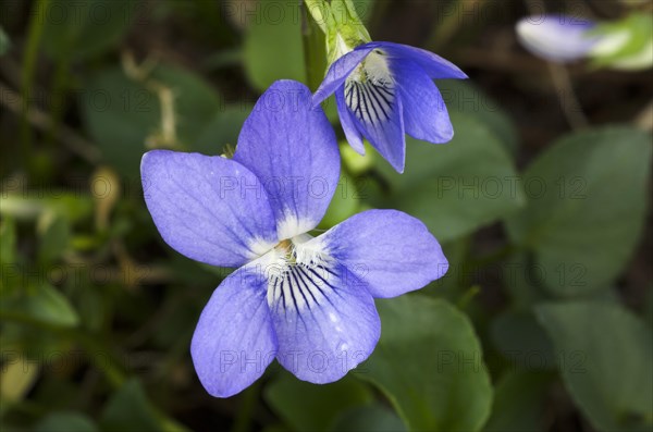 Common dog-violet (Viola riviniana)