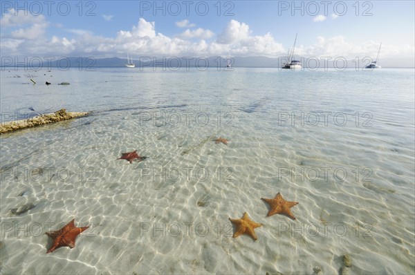 Starfish in the crystal clear water of the Cayos Los Grullos island