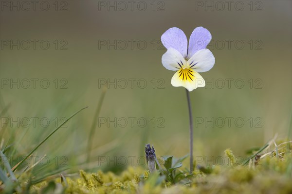 Heartsease or Wild Pansy (Viola tricolor)