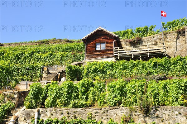 Wine house in a vineyard