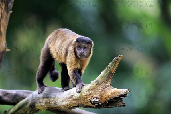 Brown Capuchin or Tufted Capuchin (Cebus apella)