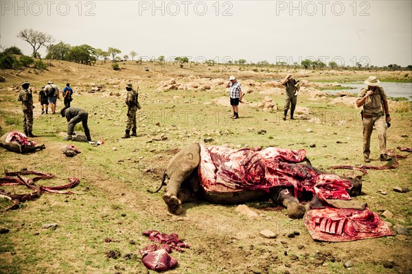 Poached white rhinoceroses with gamekeepers