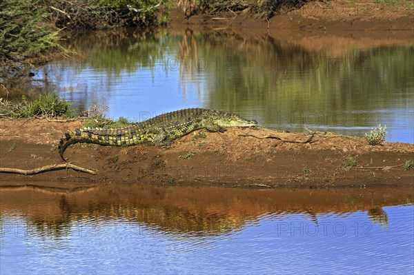 Nile crocodile (Crocodylus niloticus)