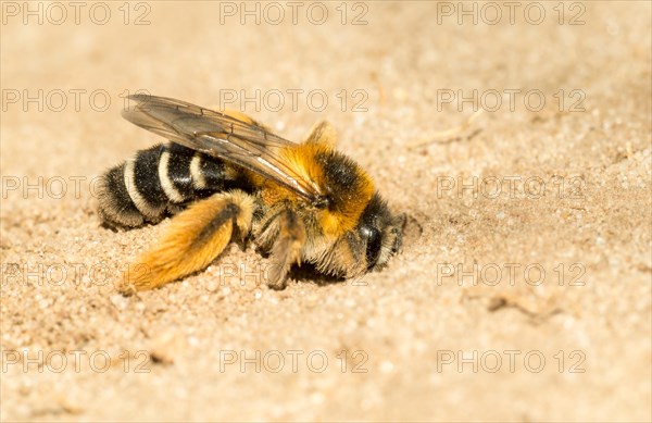 Pantalon bee (Dasypoda hirtipes)