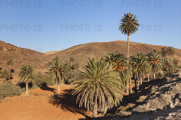 Palms trees