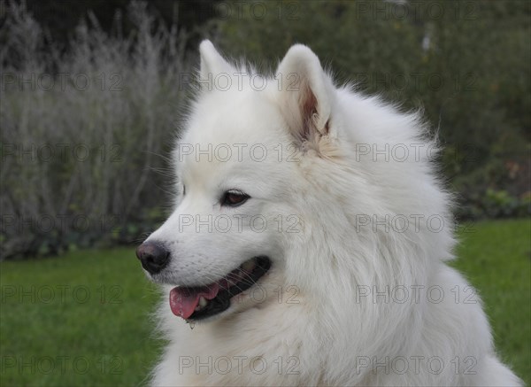 Samoyed dog