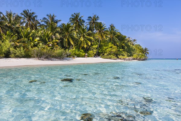 Beach with palms