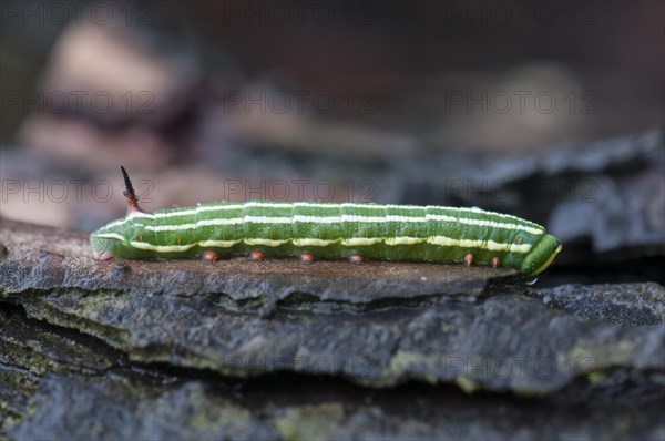 Pine Hawkmoth (Sphinx pinastri)