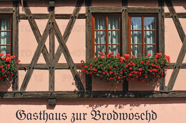 Window with flowering Geraniums (Pelargonium zonale hybrids)