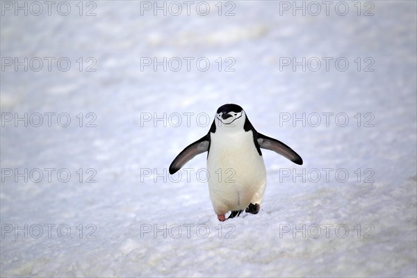 Chinstrap Penguin (Pygoscelis antarctica)