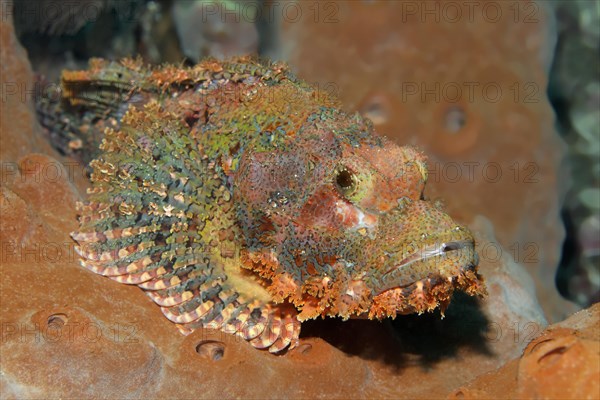 Tassled Scorpionfish (Scorpaenopsis oxycephala) resting on a sponge
